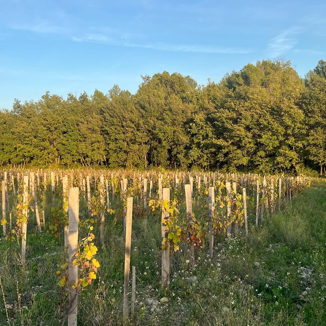 Les jeunes vignes dans la lumière du soir