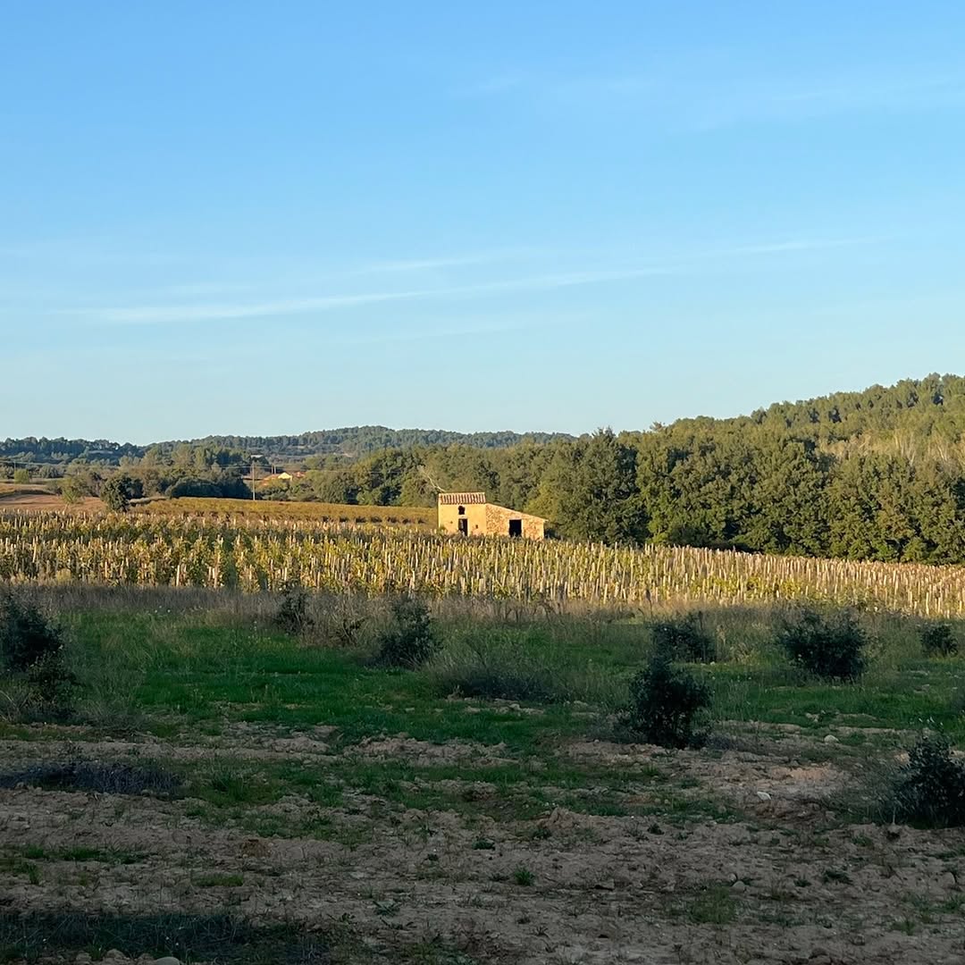 Le vignoble replanté et son cabanon de pierre