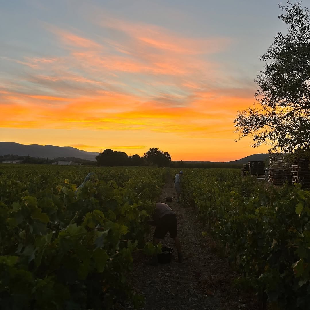 Les vendanges à la main au lever du soleil