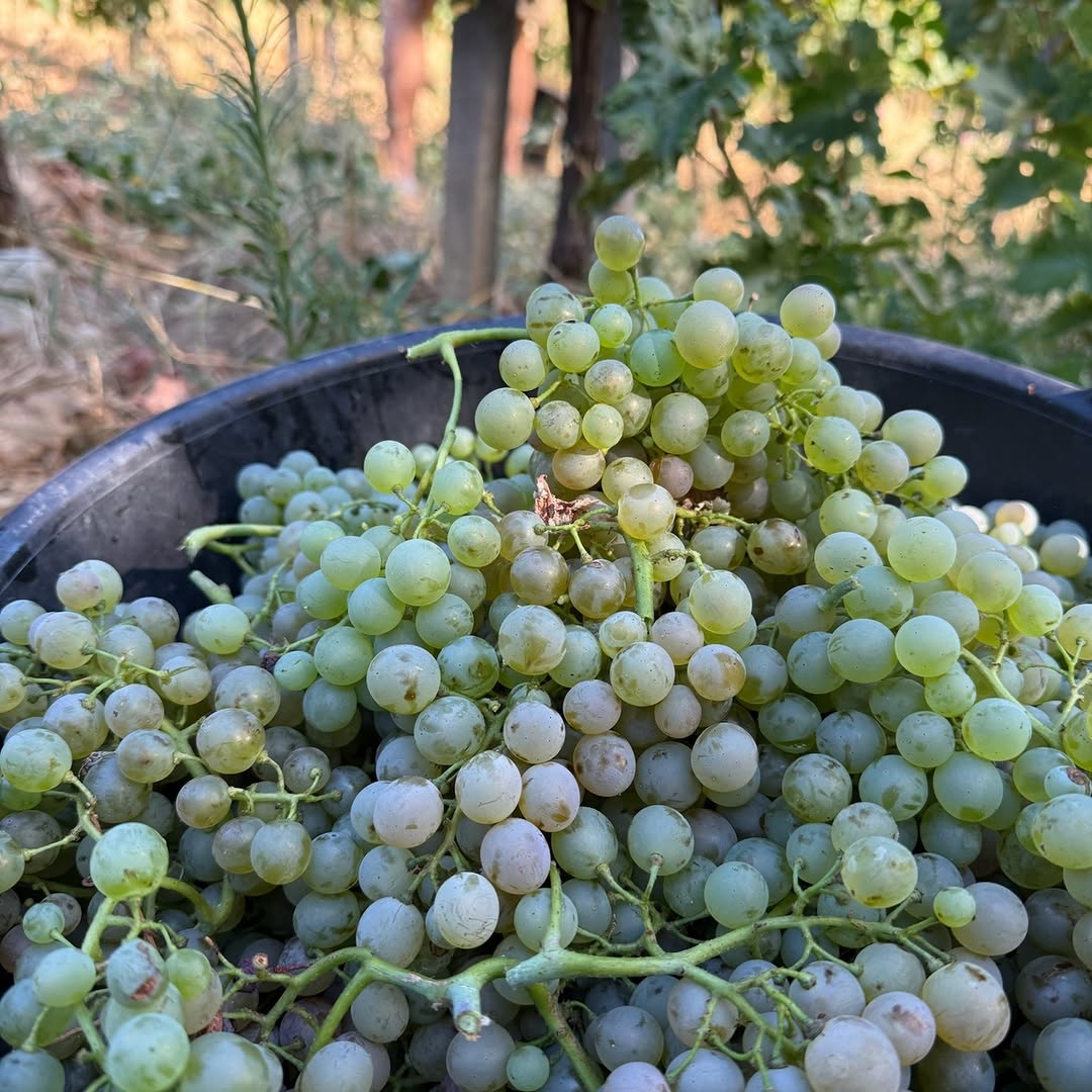 Blanc — Luberon — les raisins