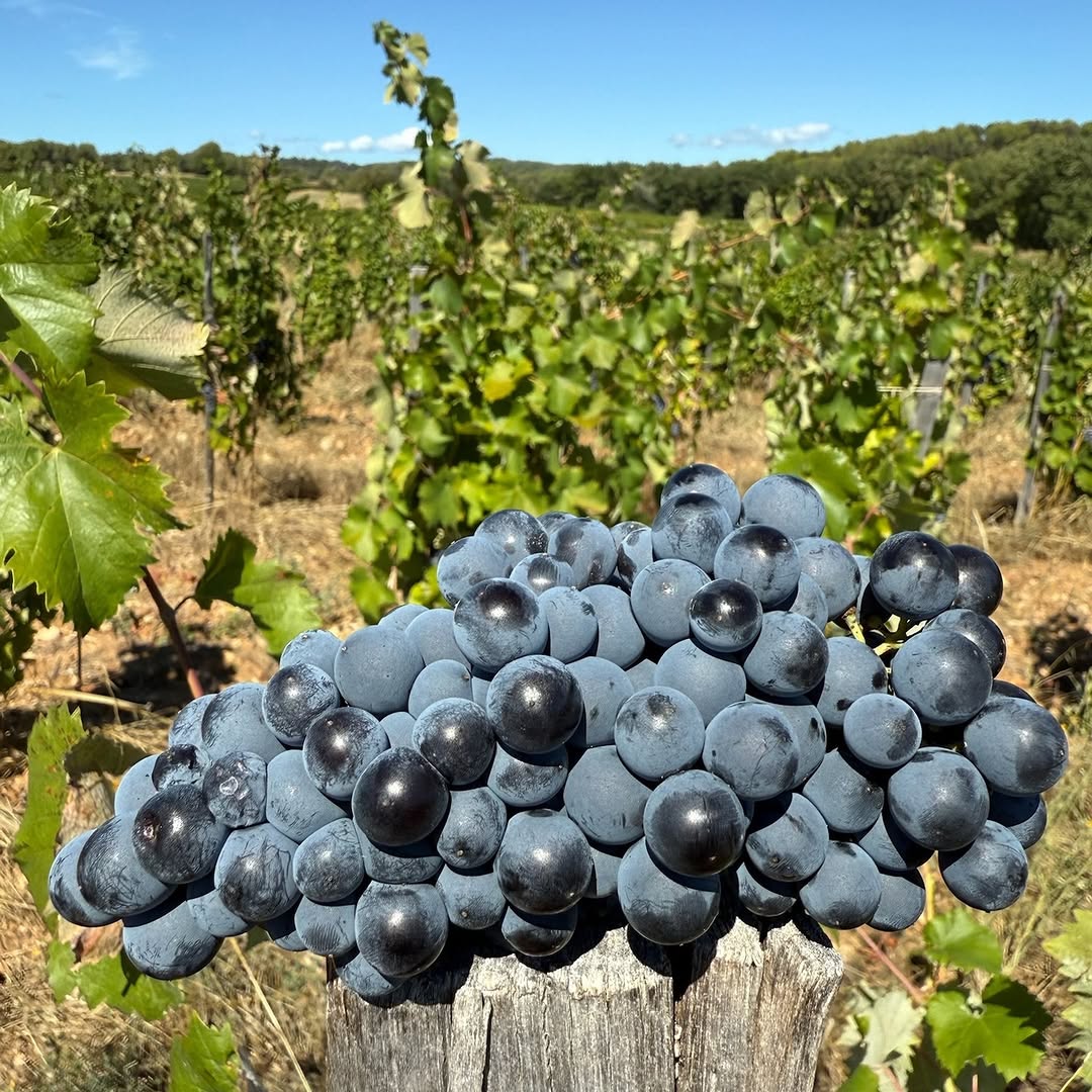 Rouge — Luberon — les raisins